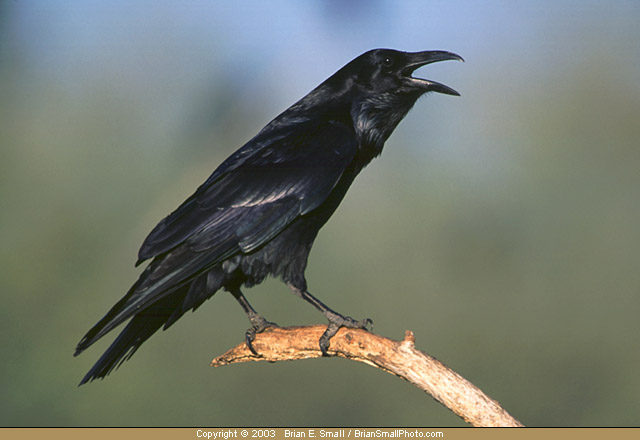 Photo of Common Raven