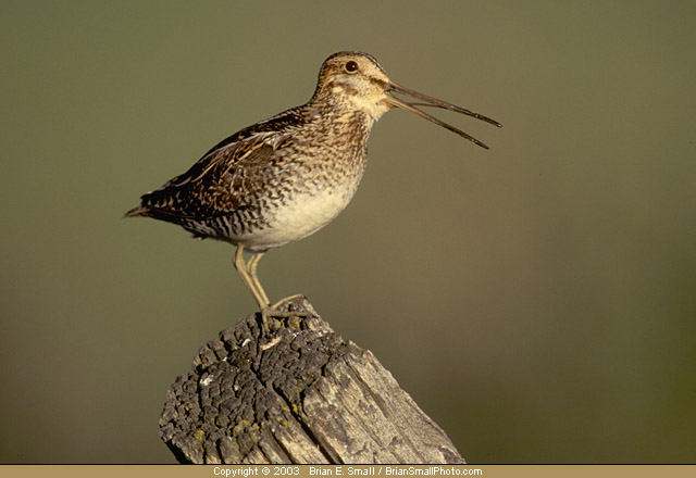 Photo of Wilson's Snipe