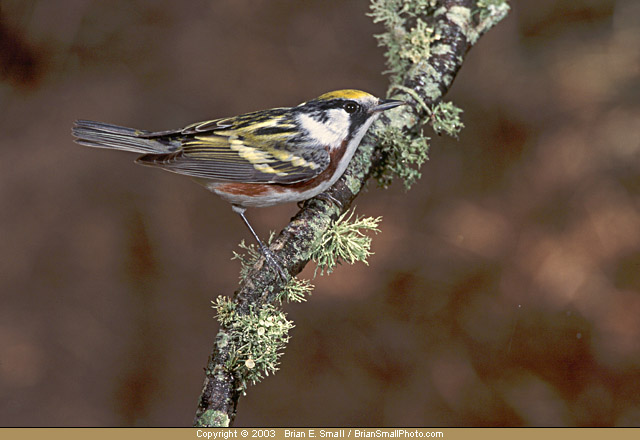 Photo of Chestnut-sided Warbler