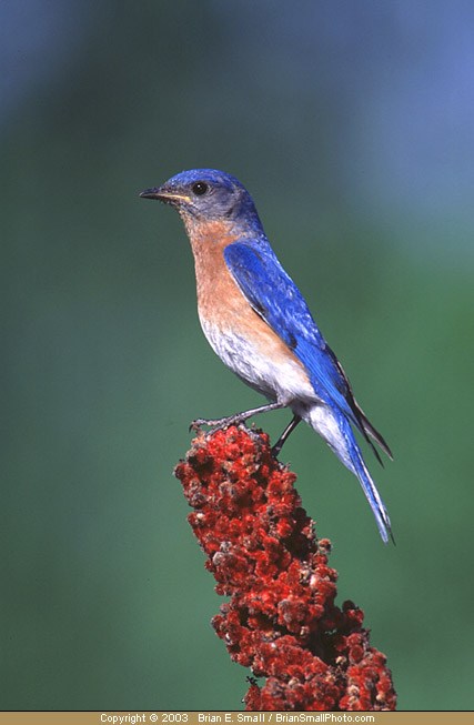 Photo of Eastern Bluebird