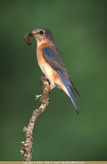 Photo of Eastern Bluebird