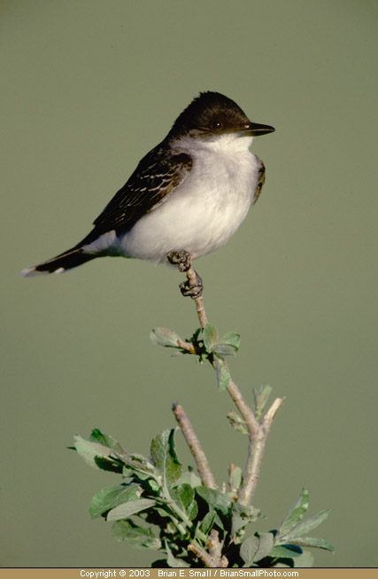 Photo of Eastern Kingbird