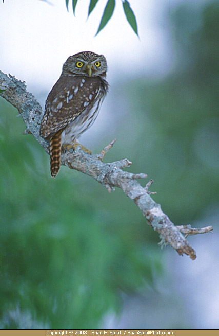 Photo of Ferruginous Pygmy-Owl