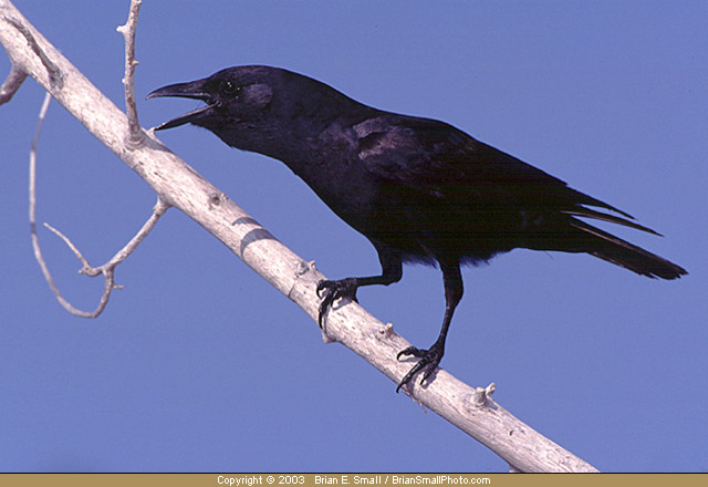 Photo of Fish Crow