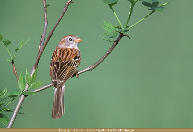 Photo of Field Sparrow