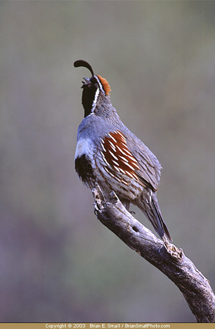 Photo of Gambel's Quail