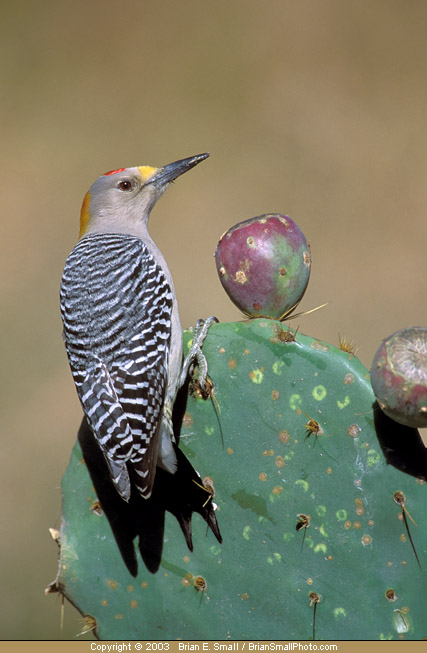 Photo of Golden-fronted Woodpecker