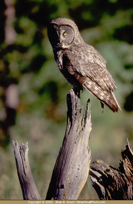 Photo of Great Gray Owl