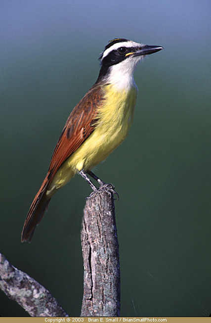 Photo of Great Kiskadee