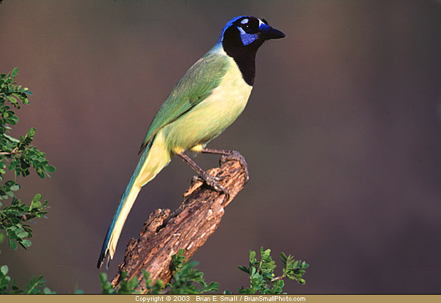 Photo of Green Jay