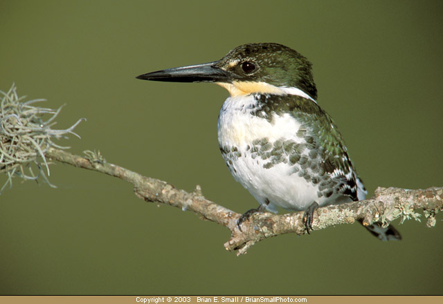 Photo of Green Kingfisher