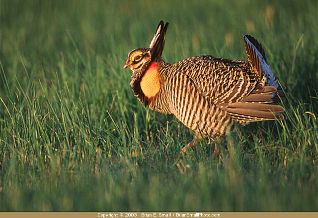 Photo of Greater Prairie-Chicken