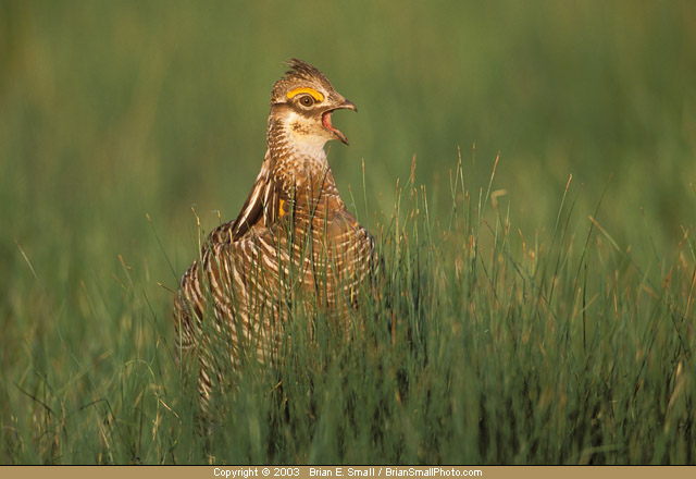 Photo of Greater Prairie-Chicken