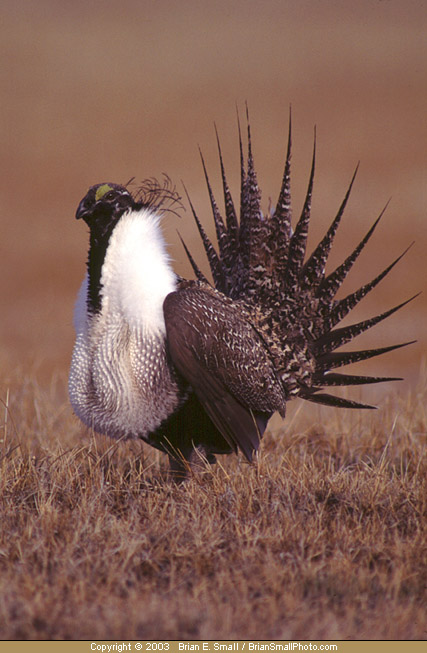 Photo of Greater Sage-Grouse