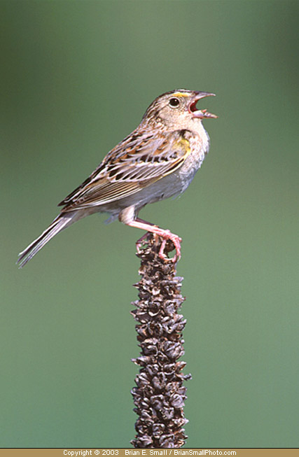 Photo of Grasshopper Sparrow