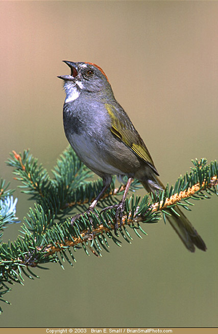 Photo of Green-tailed Towhee