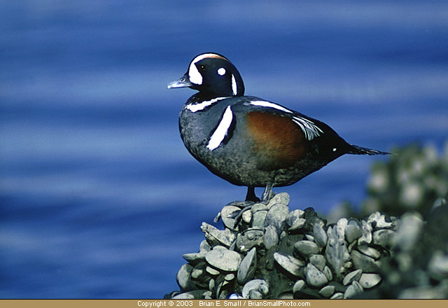 Photo of Harlequin Duck