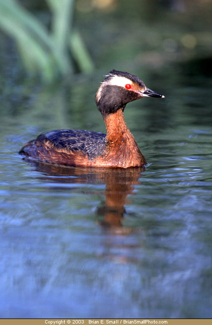 Photo of Horned Grebe