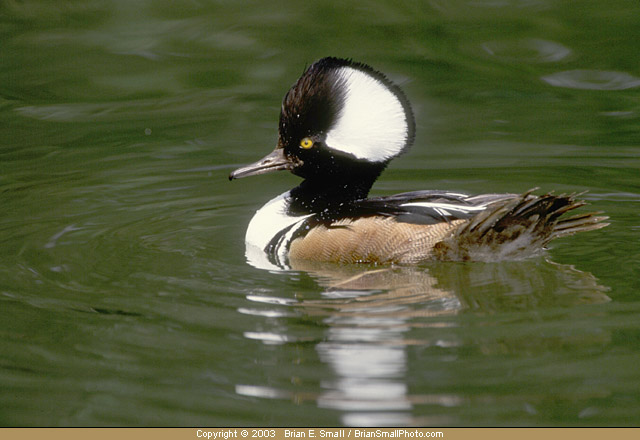 Photo of Hooded Merganser