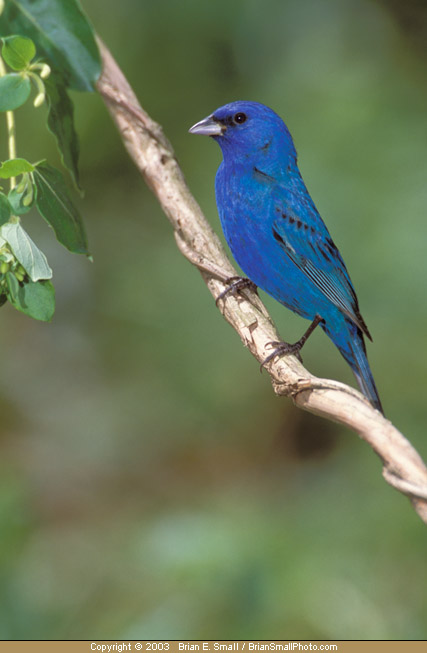 Photo of Indigo Bunting