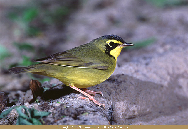 Photo of Kentucky Warbler