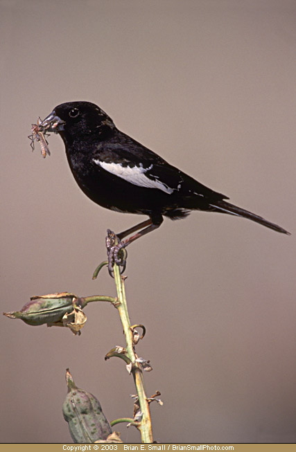 Photo of Lark Bunting