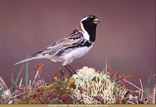 Photo of Lapland Longspur