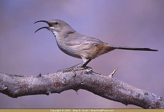 Photo of LeConte's Thrasher