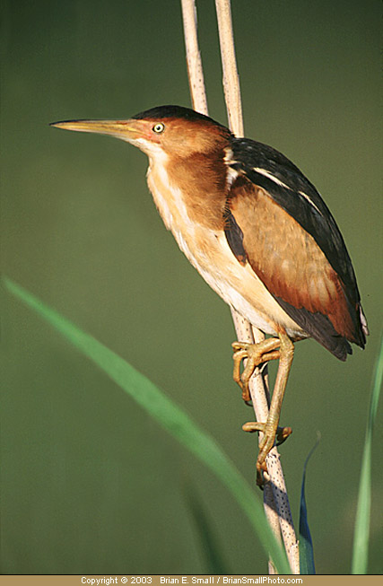 Photo of Least Bittern