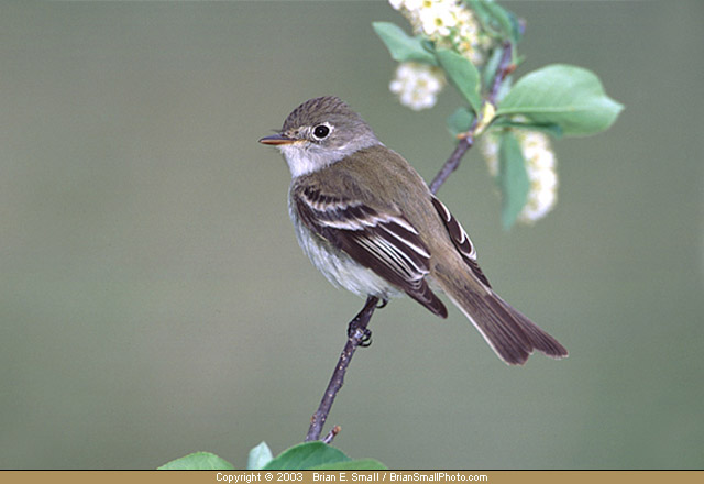 Photo of Least Flycatcher