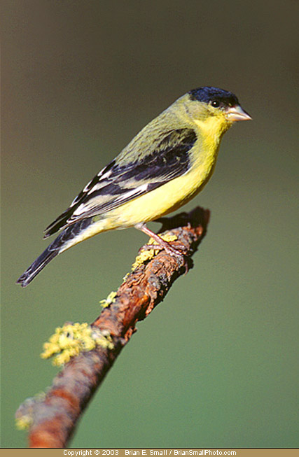 Photo of Lesser Goldfinch
