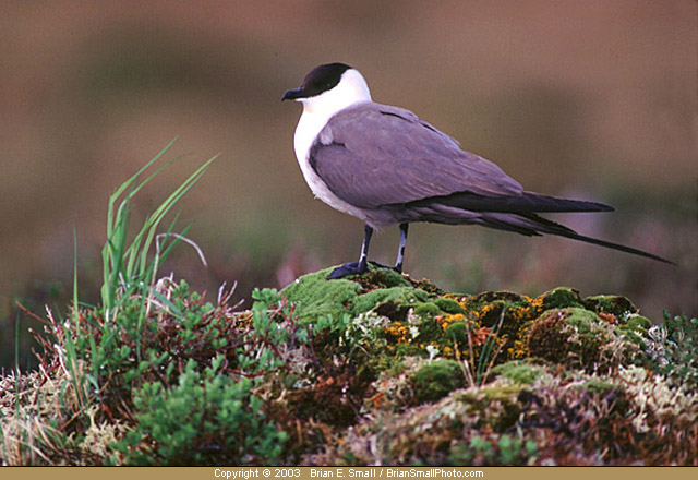 Photo of Long-tailed Jaeger