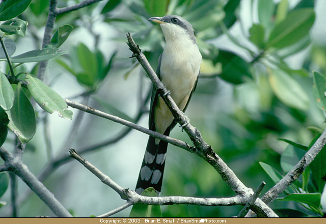 Photo of Mangrove Cuckoo