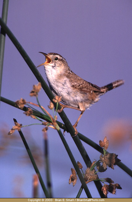 Photo of Marsh Wren