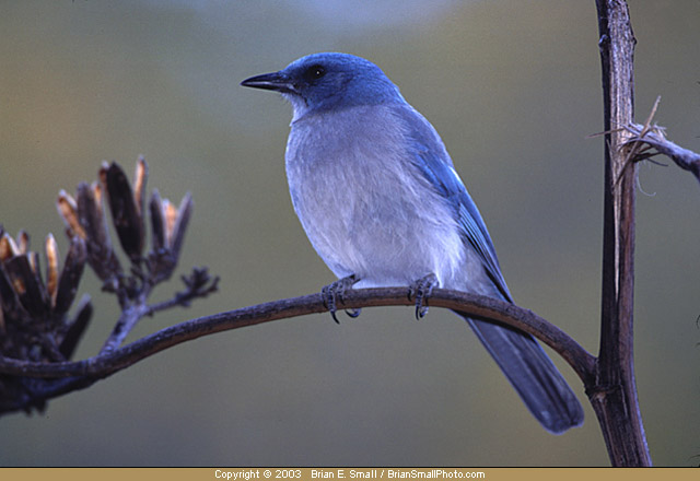 Photo of Mexican Jay