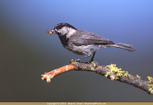 Photo of Mountain Chickadee