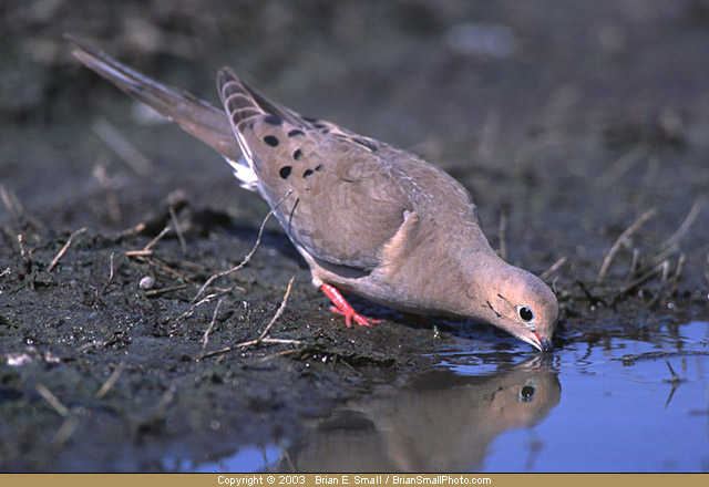 Photo of Mourning Dove