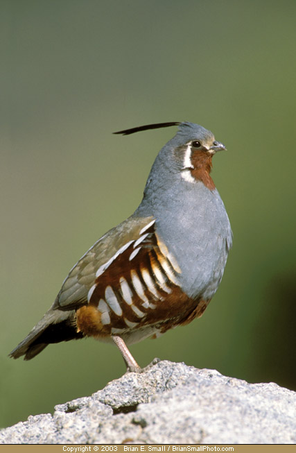 Photo of Mountain Quail