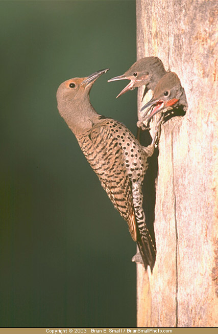 Photo of Northern Flicker