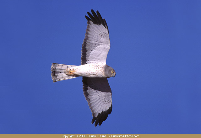 Photo of Northern Harrier