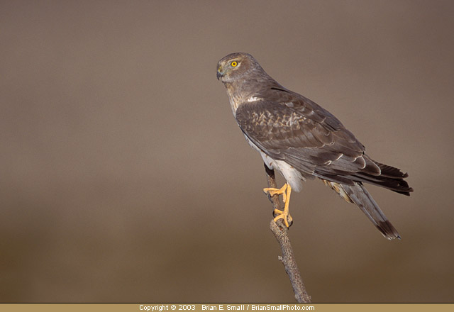 Photo of Norther Harrier