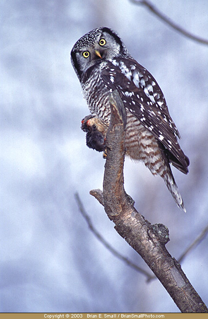 Photo of Northern Hawk-Owl