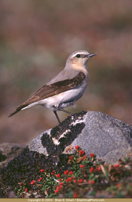 Photo of Northern Wheatear