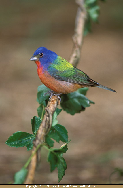 Photo of Painted Bunting