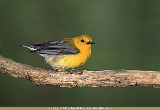 Photo of Prothonotary Warbler