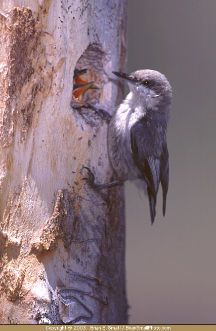 Photo of Pygmy Nuthatch