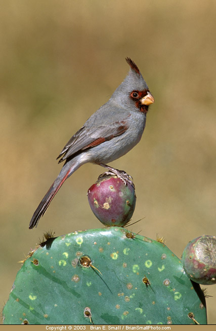 Photo of Pyrrhuloxia