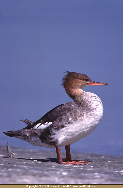 Photo of Red-breasted Merganser