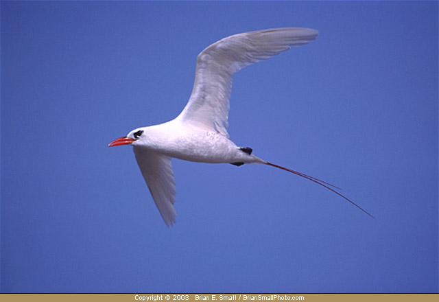 Photo of Red-tailed Tropicbird