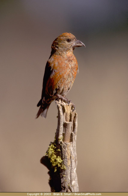Photo of Red Crossbill